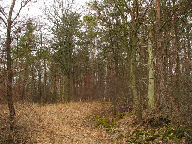 Auf dem Grasberg