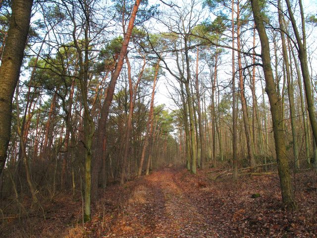 Ein alter Weg auf dem Höhberg