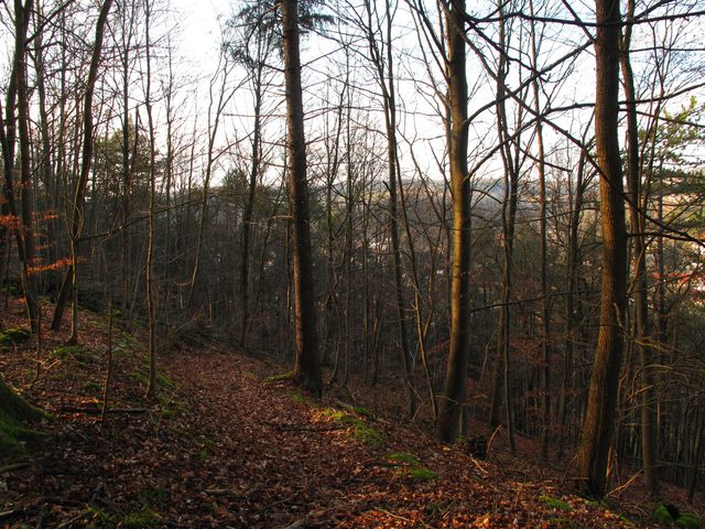 Am Nordosthang des Höhbergs (Panorama-Wanderweg)