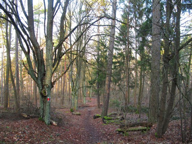 Am Nordosthang des Höhbergs (Panorama-Wanderweg)