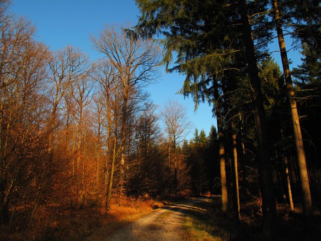 Otterrain - Eichholz