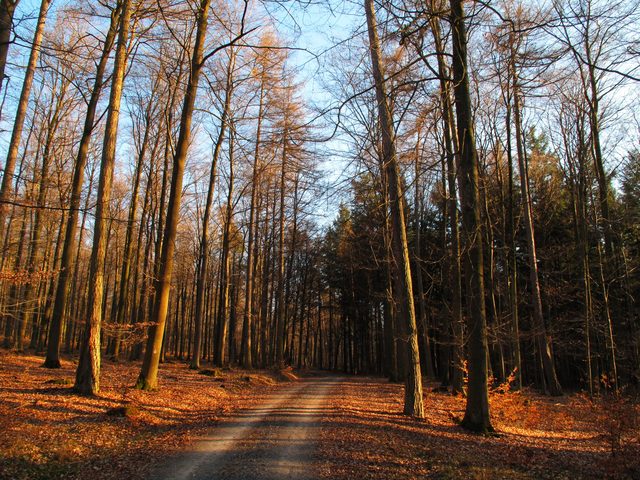 Otterrain - Eichholz