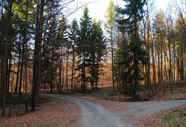 Otterrain - Eichholz