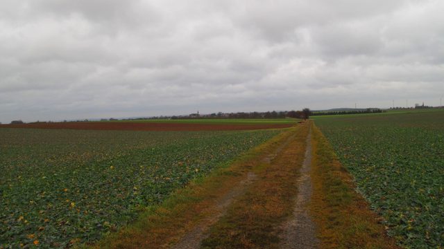 Birkenhecke