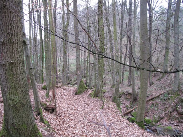 Alter Weg im Otterbachtal direkt neben dem Bachlauf