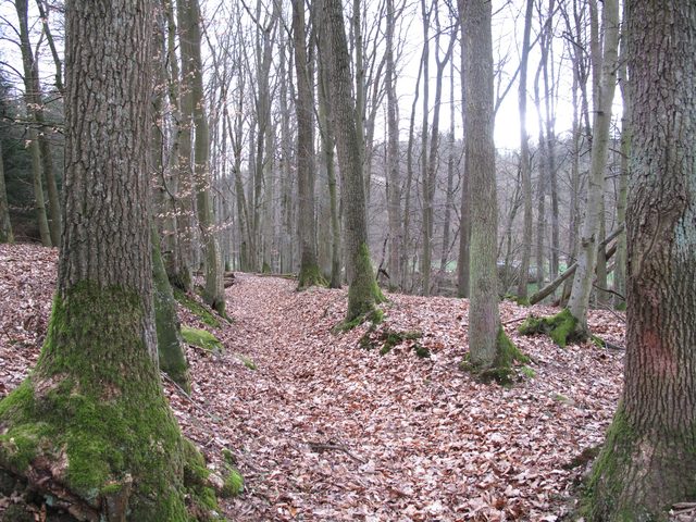 Alter Weg im Otterbachtal direkt neben dem Bachlauf
