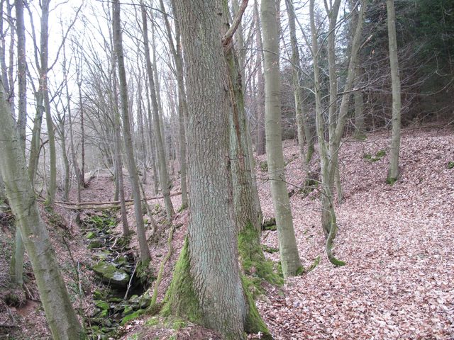 Alter Weg im Otterbachtal direkt neben dem Bachlauf