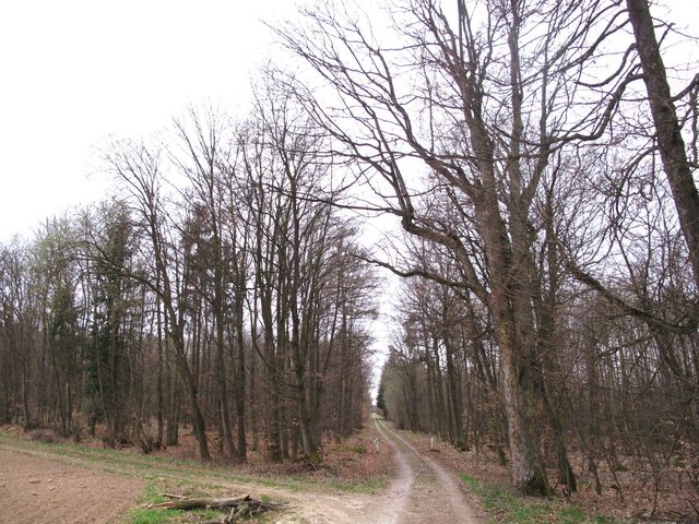 Hohenbirkel