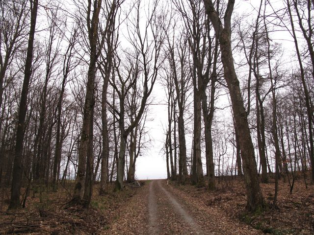 Hohenbirkel