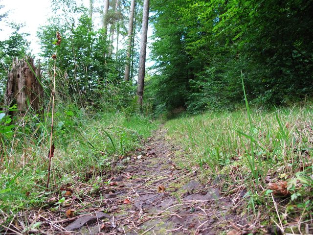 Wolfsgrube (Hohleiche)
