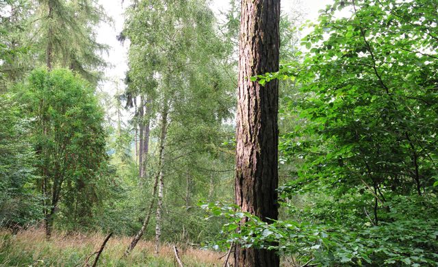Wolfsgrube (Hohleiche)