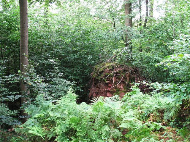 Wolfsgrube (Hohleiche)
