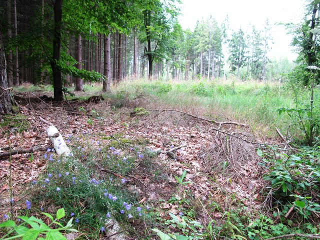 Wolfsgrube (Honert)