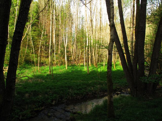 Der Otterbach