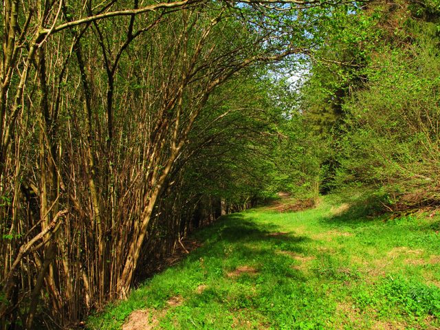 Im Büchlein