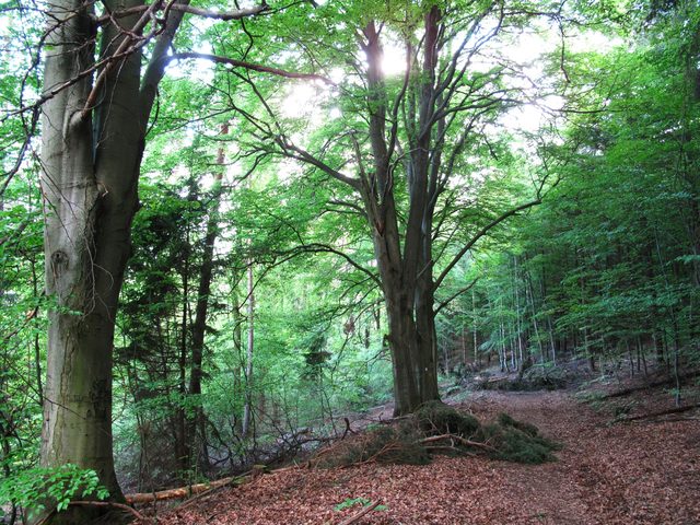 Alte Buchen am Eichenbuckel