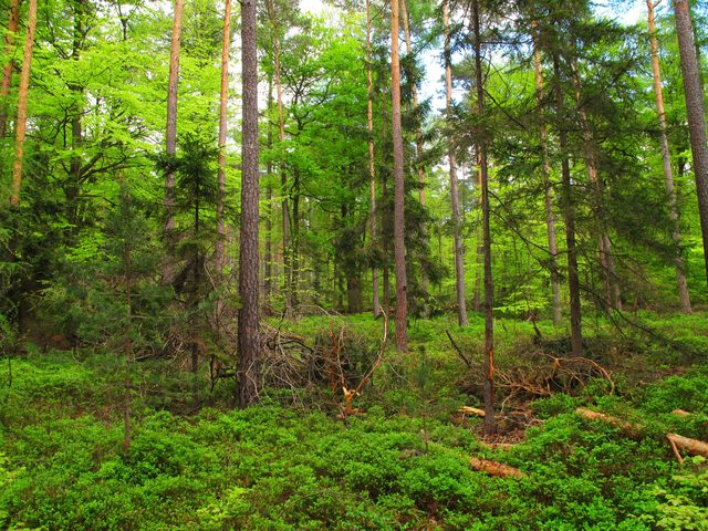 Beim Wannenbruchweg