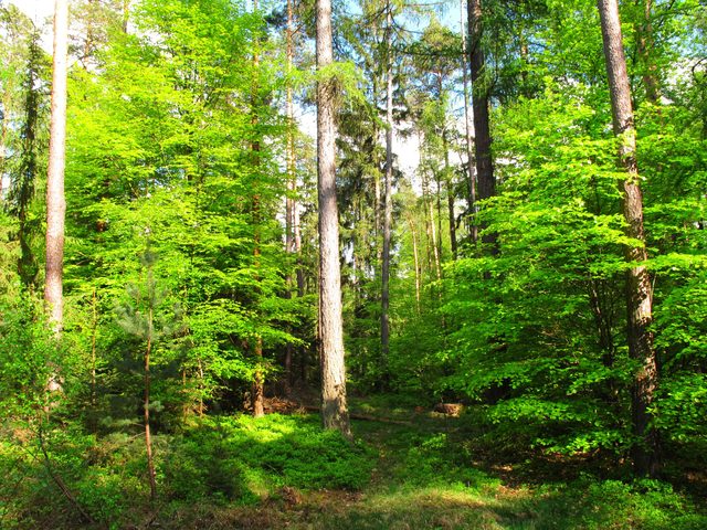 Auf dem Wannenberg