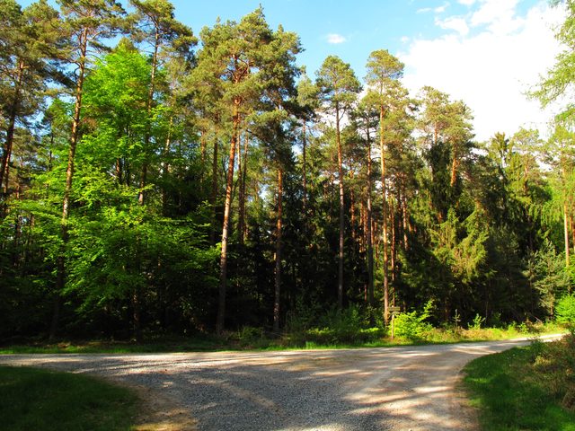 Große Weggabelung auf dem Wannenberg (Waltershäusleweg - Steinbruchweg)