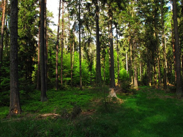 Auf dem Wannenberg