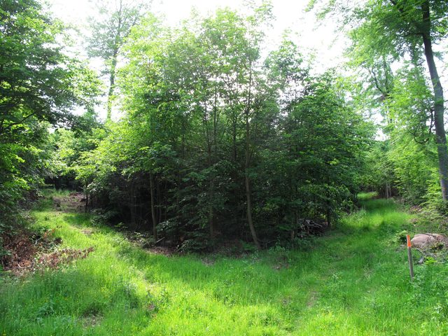 Weggabelung auf dem Wannenberg