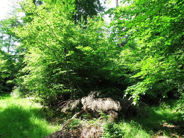 Weggabelung auf dem Wannenberg