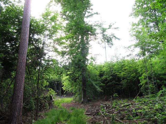 Auf dem Wannenberg