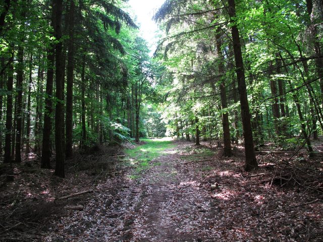 Auf dem Wannenberg