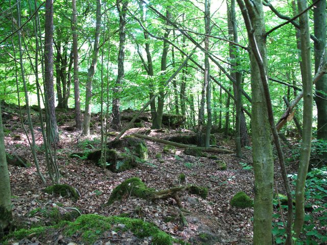 Zwischen Wannenberg-Gipfel und keltischem Ringwall
