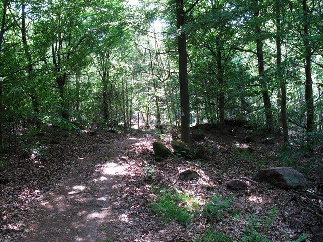 Zwischen Wannenberg-Gipfel und keltischem Ringwall