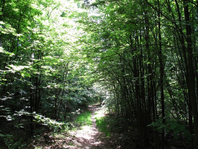 Zwischen Wannenberg-Gipfel und keltischem Ringwall
