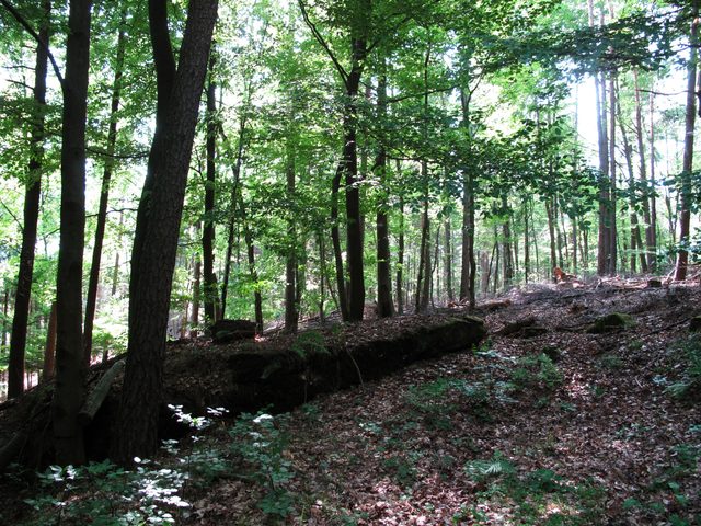 Auf dem Wannenberg zwischen Ringwall und Gipfel