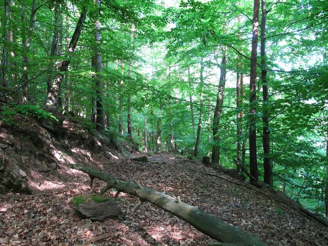 Alter Weg auf dem Wannenberg zwischen Ringwall und Gipfel