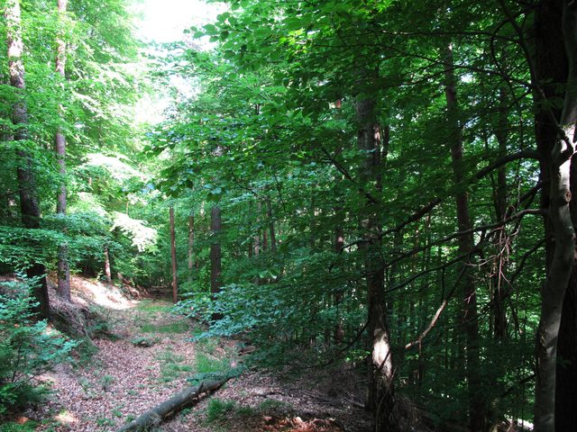 Alter Weg auf dem Wannenberg zwischen Ringwall und Gipfel
