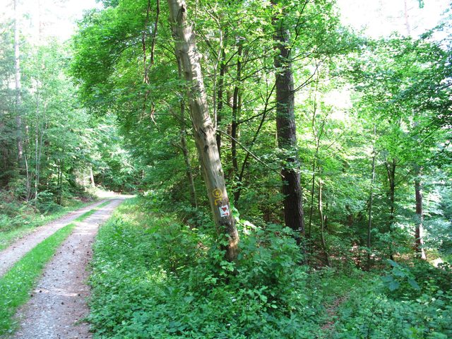 Bei der Weggabelung Höllgrabenweg - Amtsweg