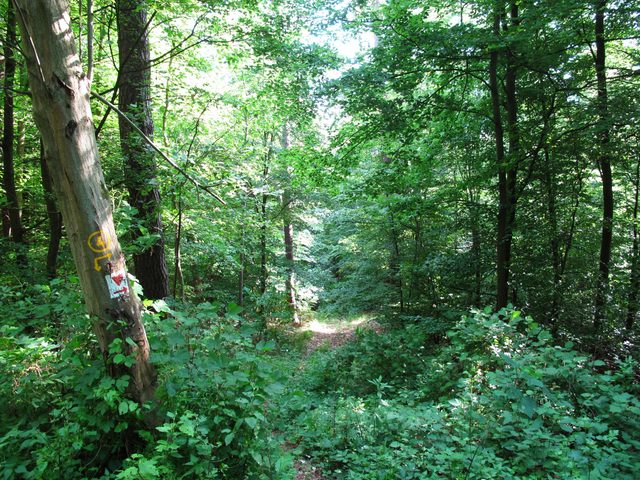Bei der Weggabelung Höllgrabenweg - Amtsweg