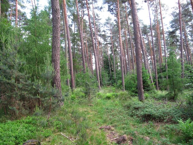 Im Stadter Wald