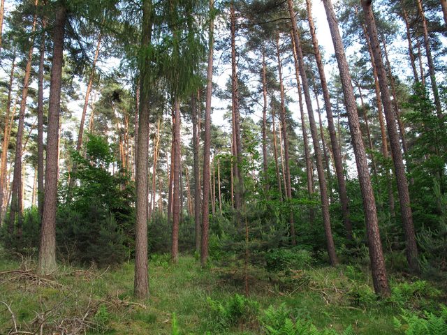 Im Stadter Wald