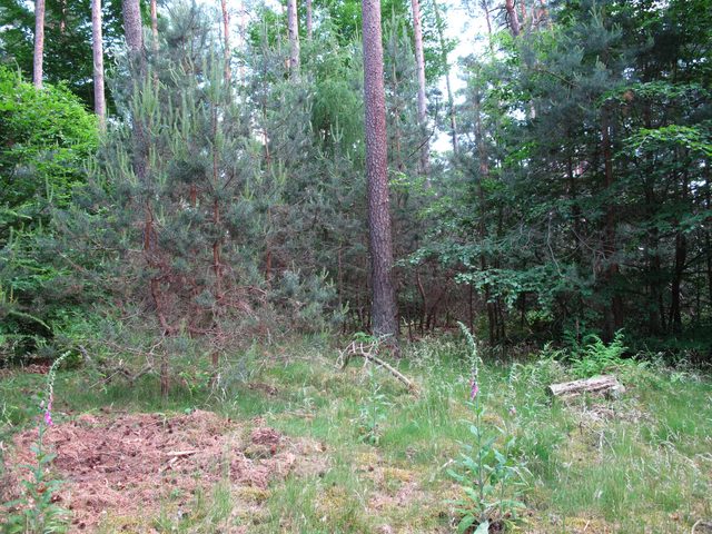 Im Stadter Wald