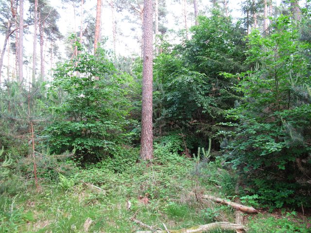 Im Stadter Wald