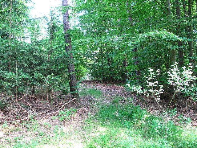 Im Stadter Wald