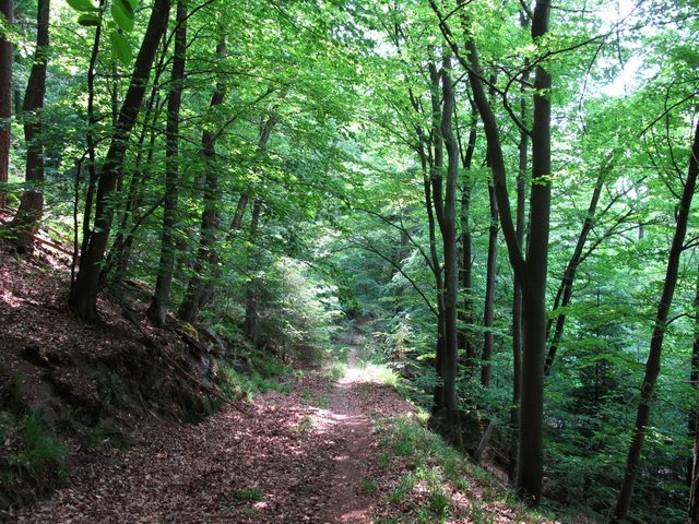 Auf dem alten Weg vom Räuberschlößchen vorbei am Hohen Fels hoch auf den Schloßberg