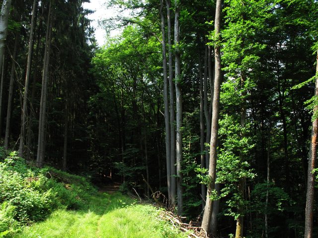 Auf dem alten Weg vom Räuberschlößchen vorbei am Hohen Fels hoch auf den Schloßberg