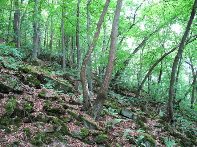 Freudenberger Felsenmeer