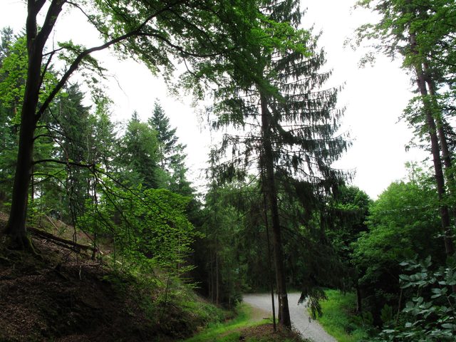 Auf dem alten Weg vom Räuberschlößchen vorbei am Hohen Fels hoch auf den Schloßberg