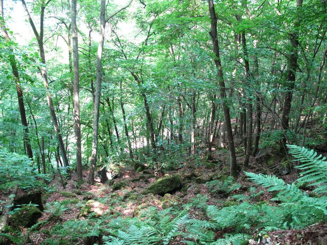 Freudenberger Felsenmeer