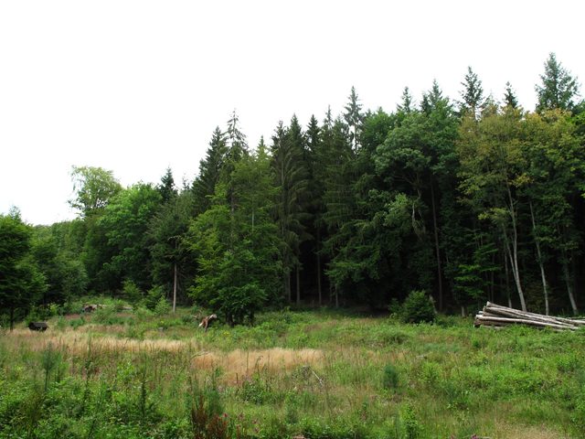 Lichtung im Großen Wald