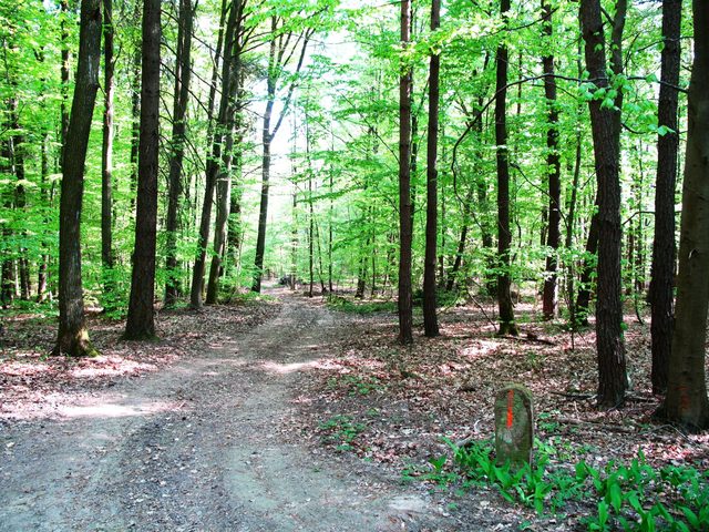 Im Großen Wald bei Rauenberg