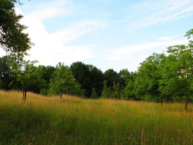 Lichtung oben auf dem Hohlen Berg (Holleberg) mit vielen alten Birnbäumen