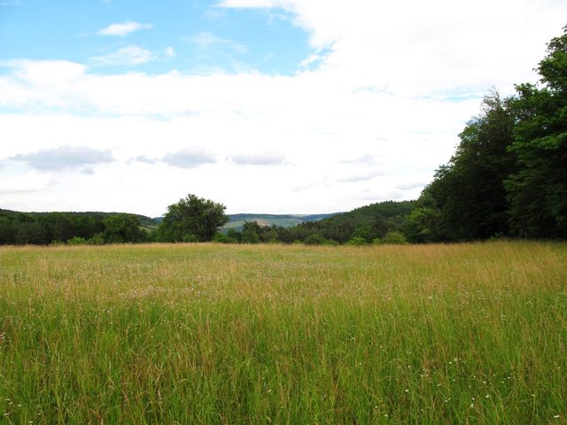 Die große Lichtung auf dem Hohlen Berg (Holleberg)